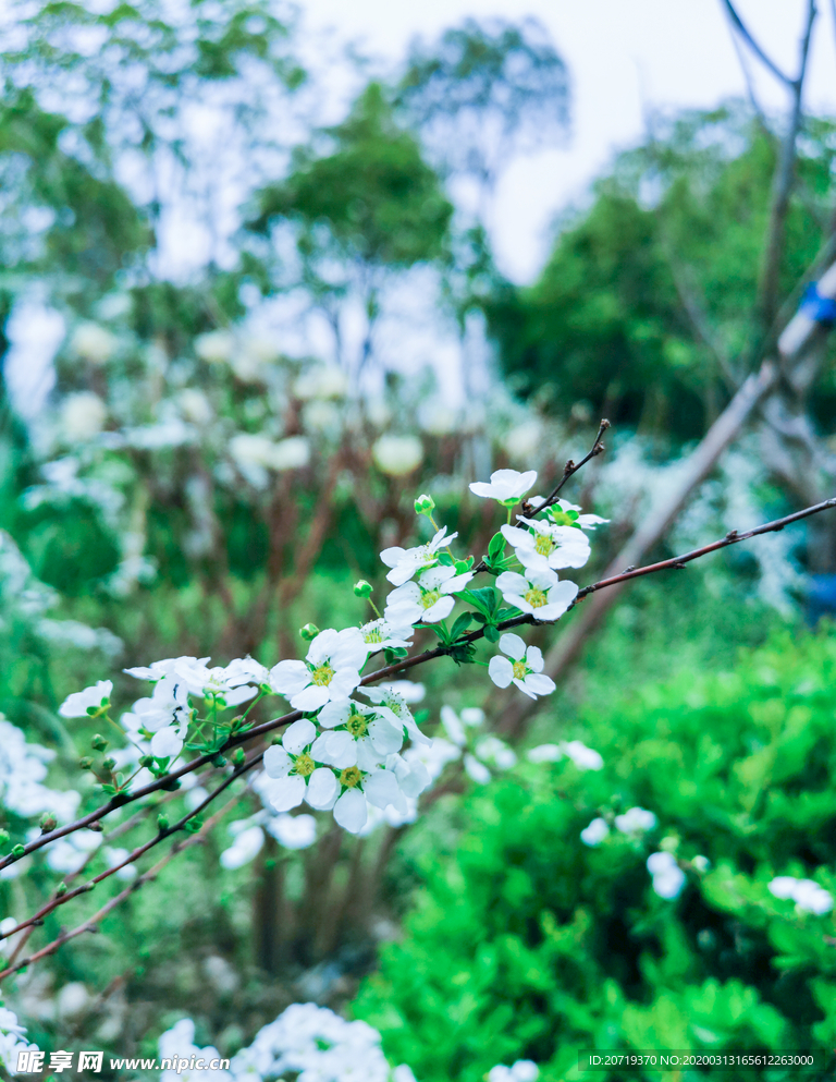 春天白色的花