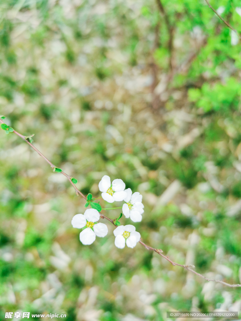 春天白色的花