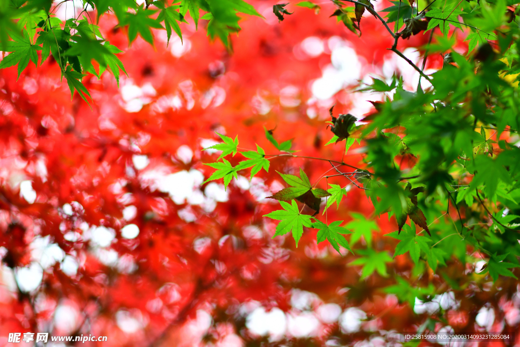 枫叶枫树枫林深秋图片背景