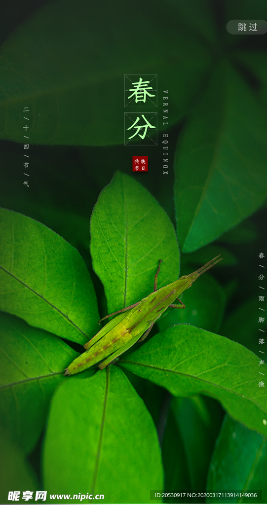 春分设计手机海报