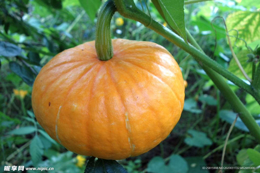 南瓜高清图片
