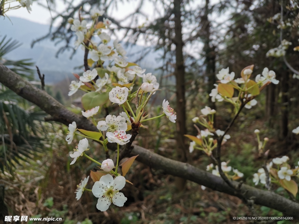 梨花素材