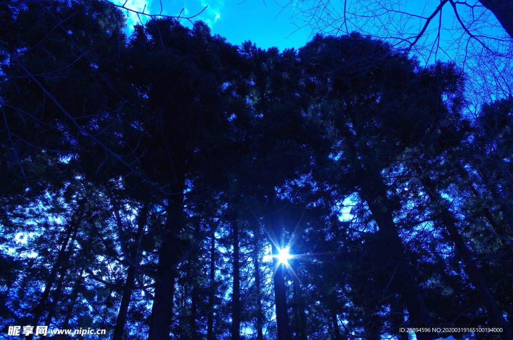 雪松 树 森林 自然 植物 户