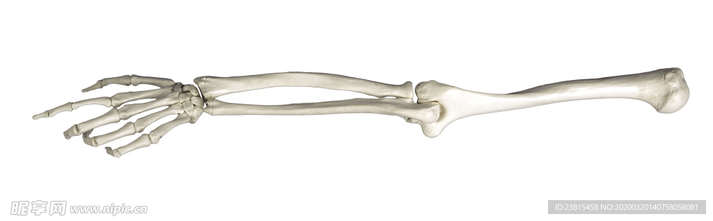 手骨图片