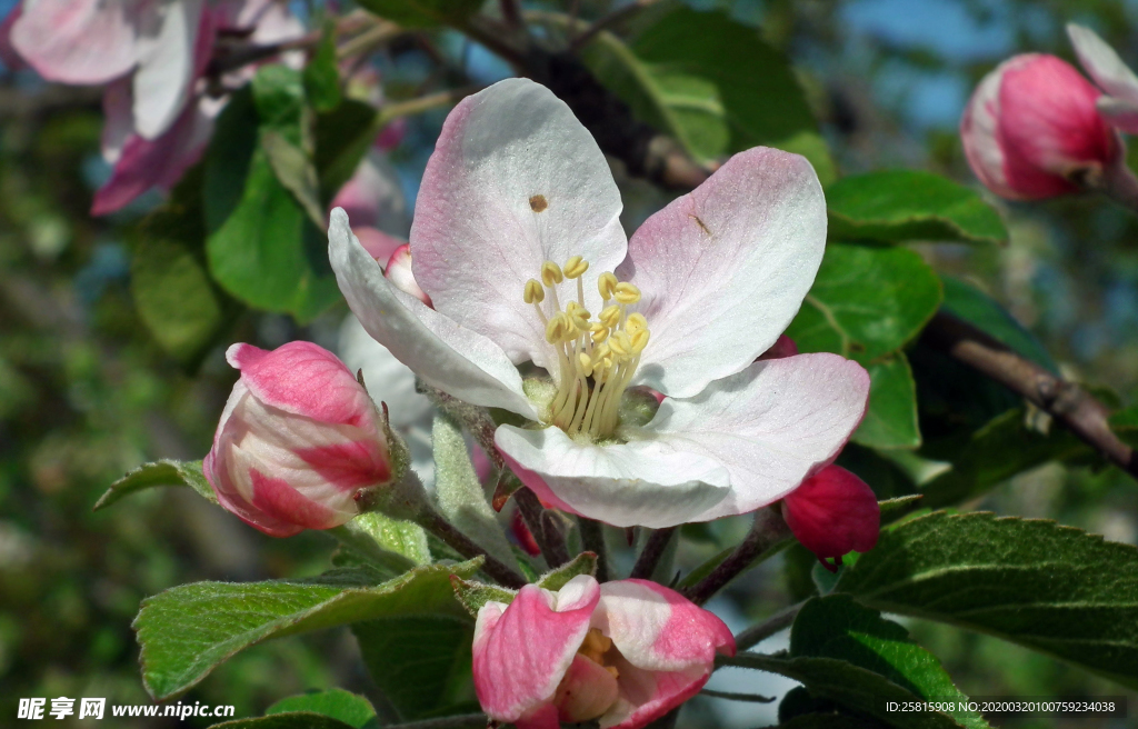 苹果苹果树苹果花图片