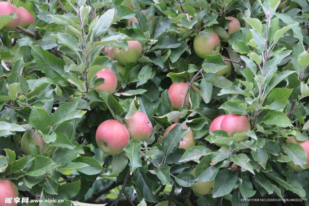 苹果苹果树苹果花图片