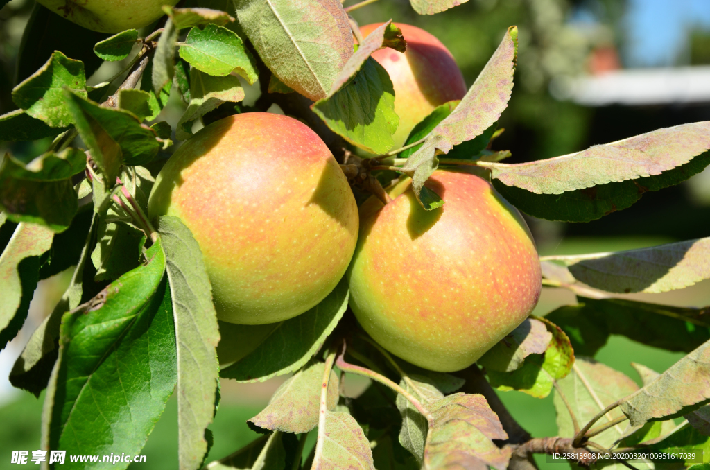 苹果苹果树苹果花图片