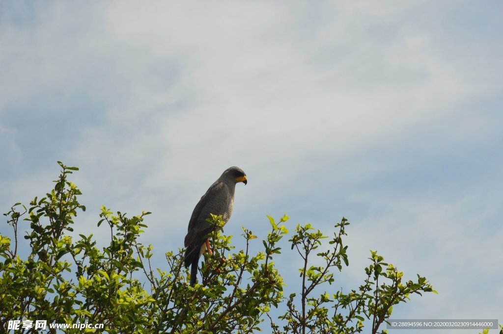 法尔科 肯尼亚 野生动物园 鹰