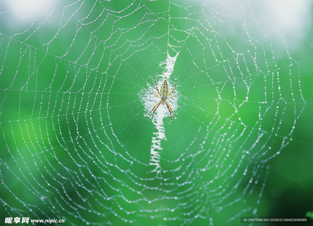 罗网蜘蛛图片