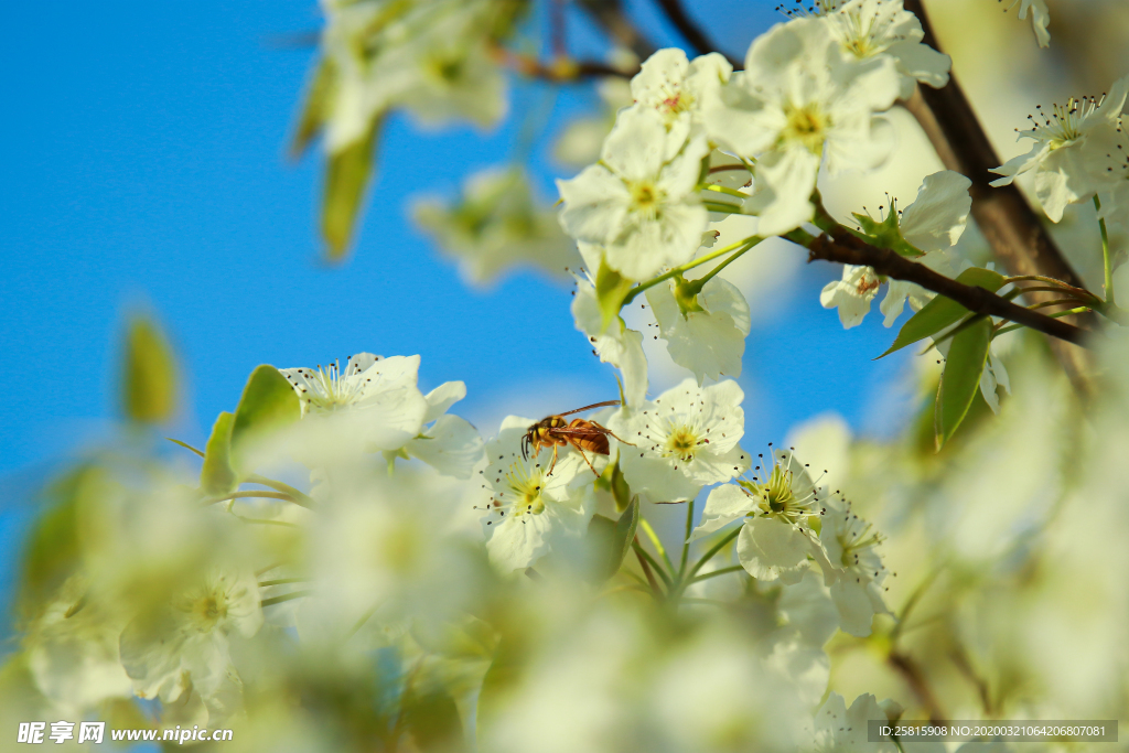 花间隐者小蜂蜜图片