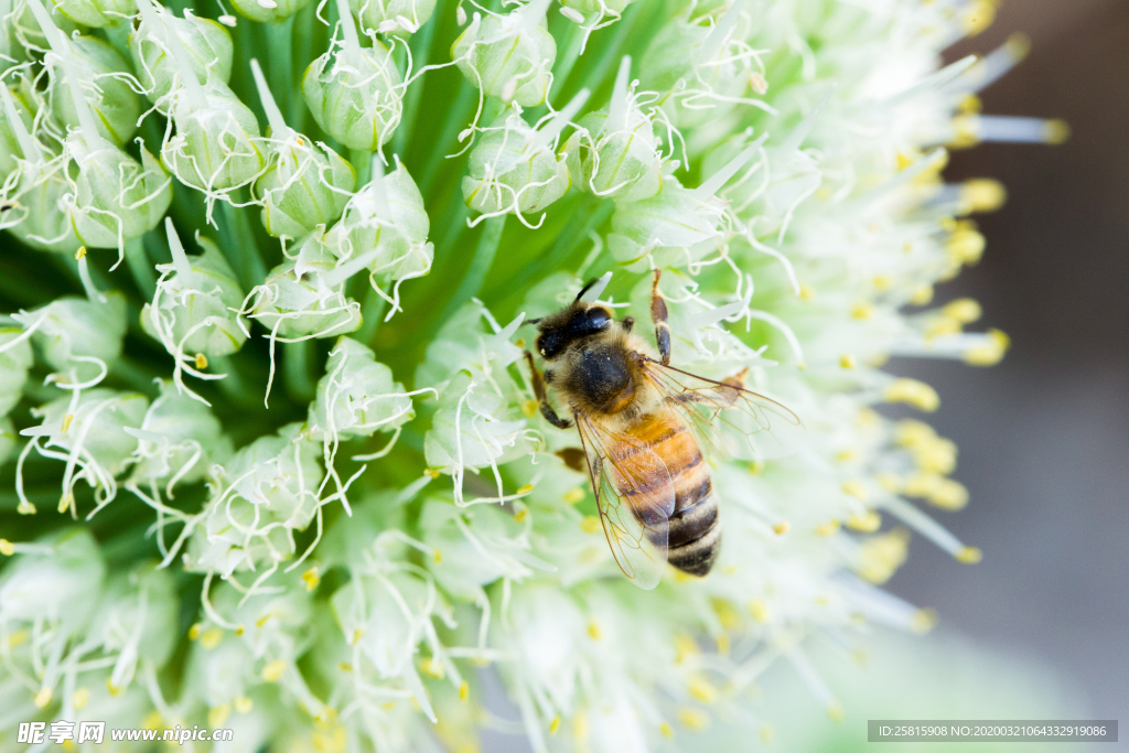 花间隐者小蜂蜜图片