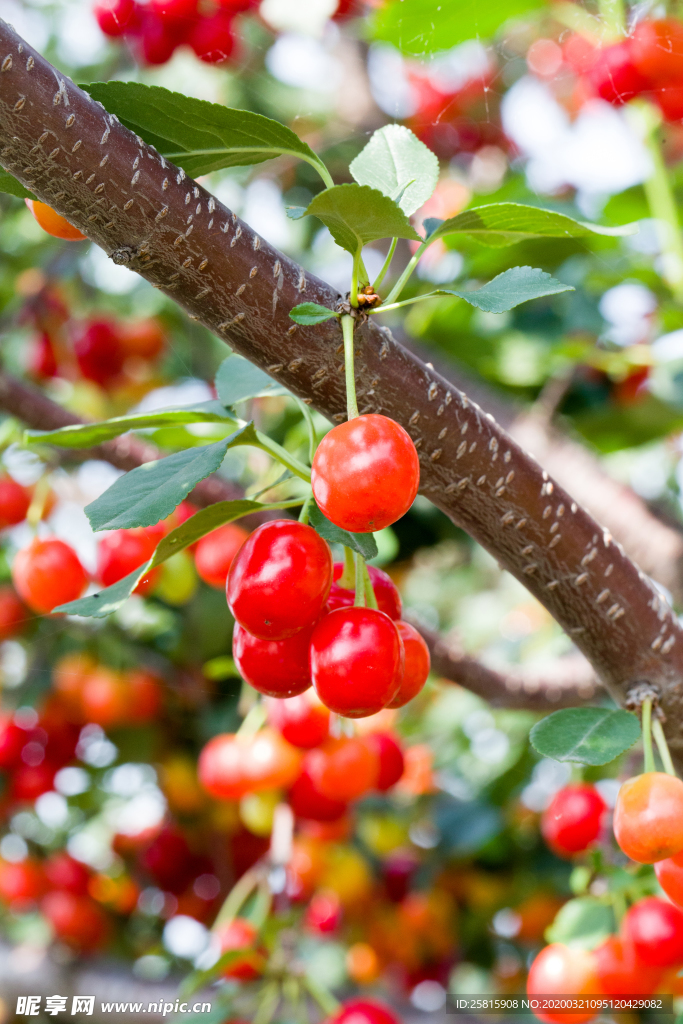 樱桃车厘子浆图片