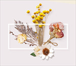 插花 干花 家居 菊花