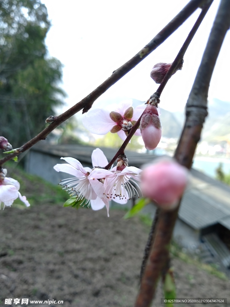 花草  树木树叶