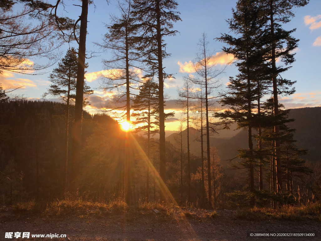 日落 森林 沉默 狩猎