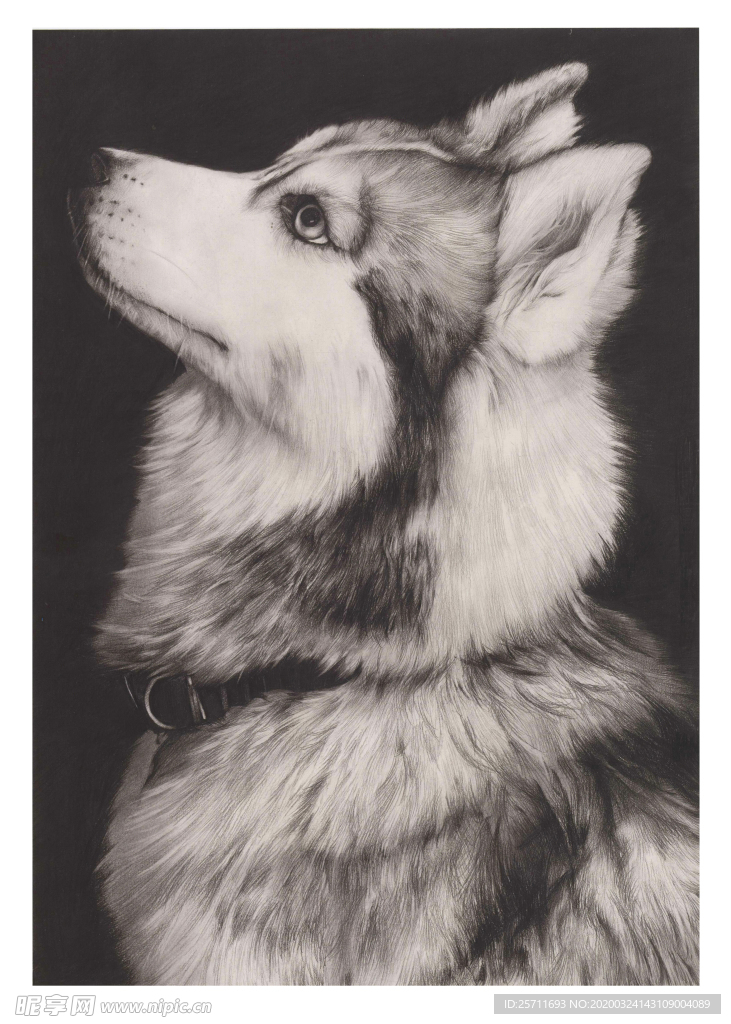 A3 高清 装饰画 狼