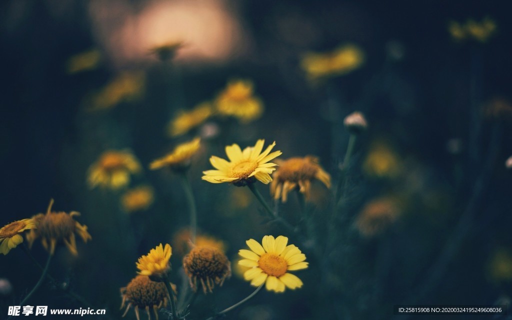 小清新唯美自然花朵