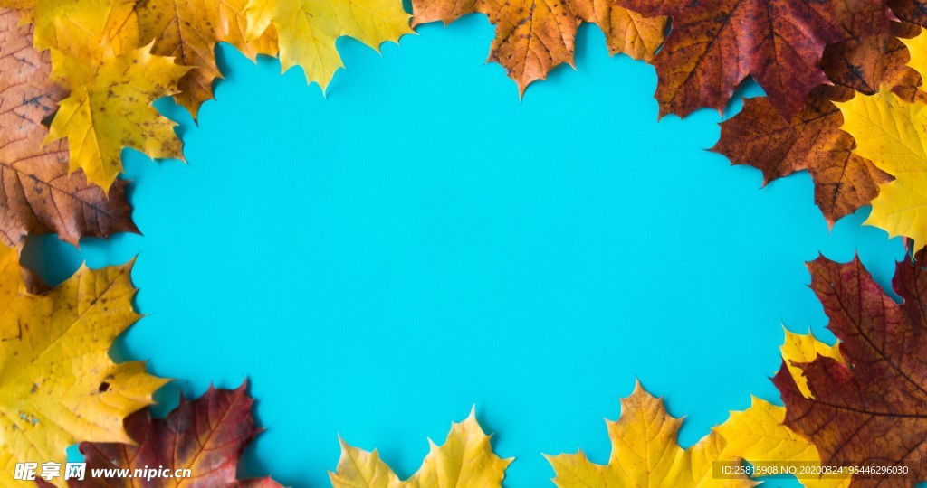 枫叶枫树枫林深秋唯美背景