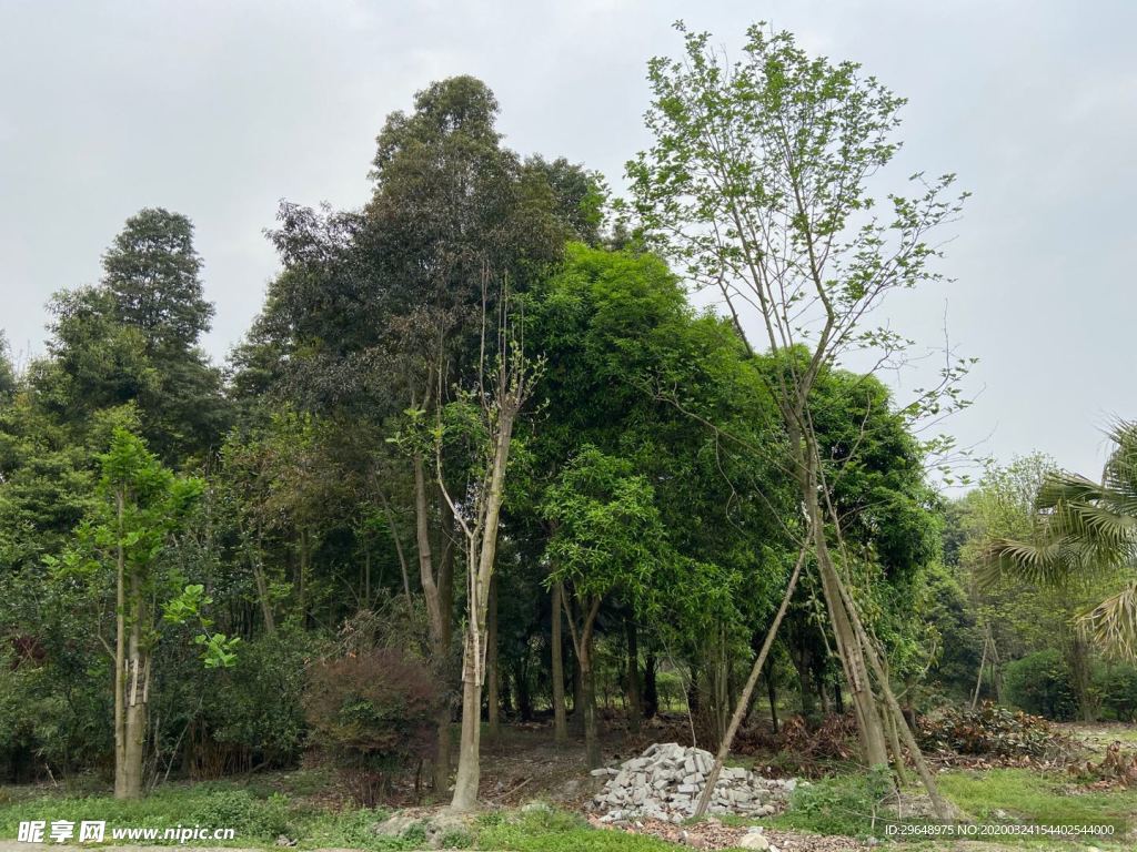 园林 绿植 树木 草坪 绿树