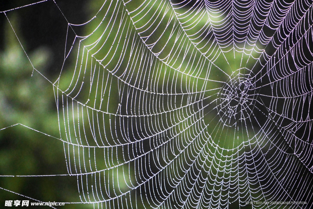 蜘蛛网