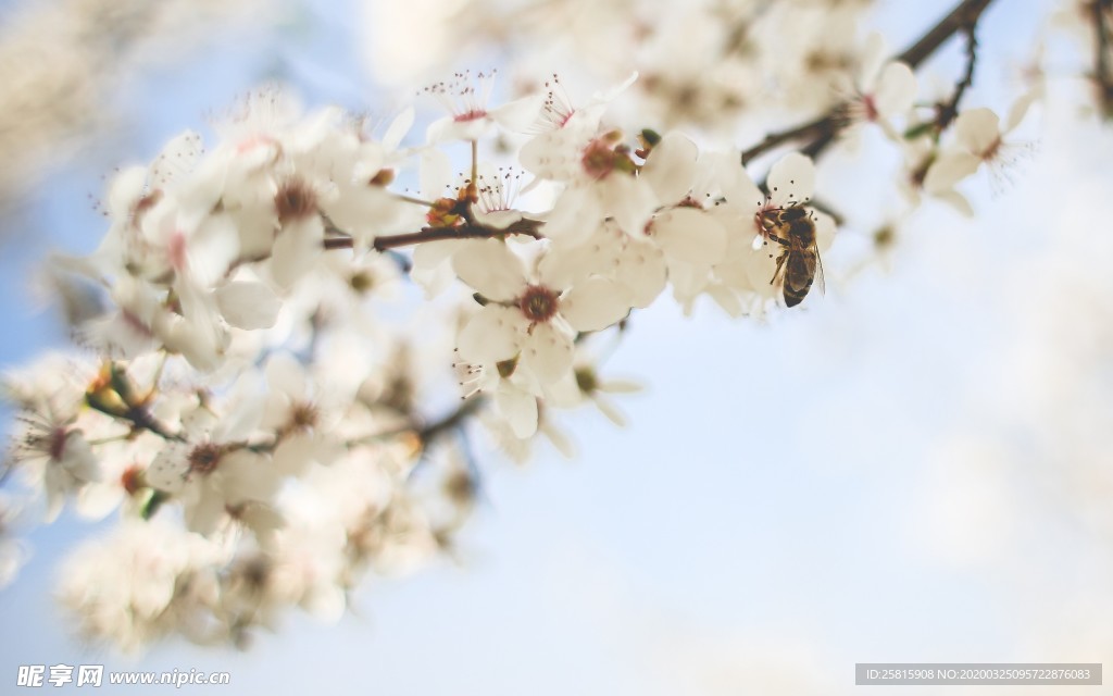 花间隐者小蜂蜜图片