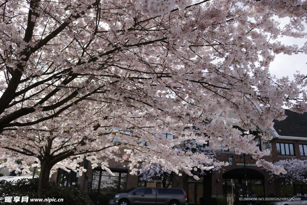樱花 春 粉红色