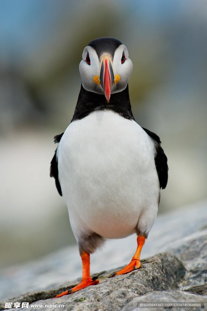 憨憨的海雀正面照