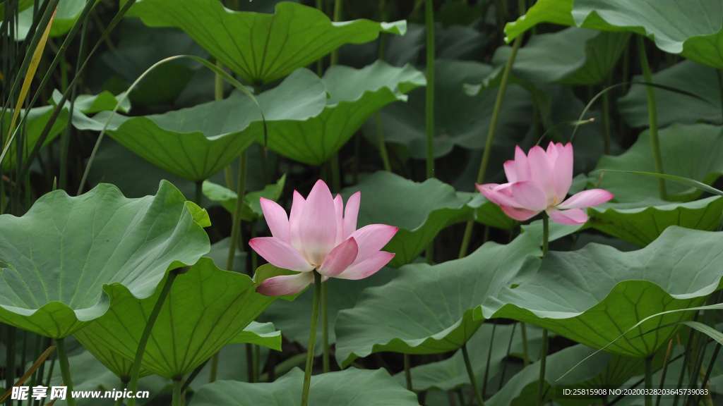 荷塘荷花莲藕图片