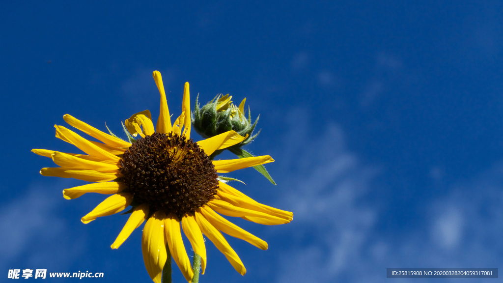 向日葵花图片