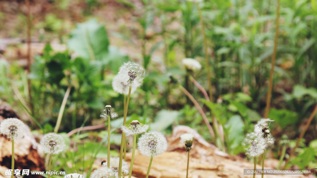 蒲公英蒲公英花图片