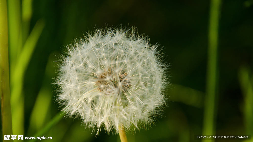 蒲公英蒲公英花图片