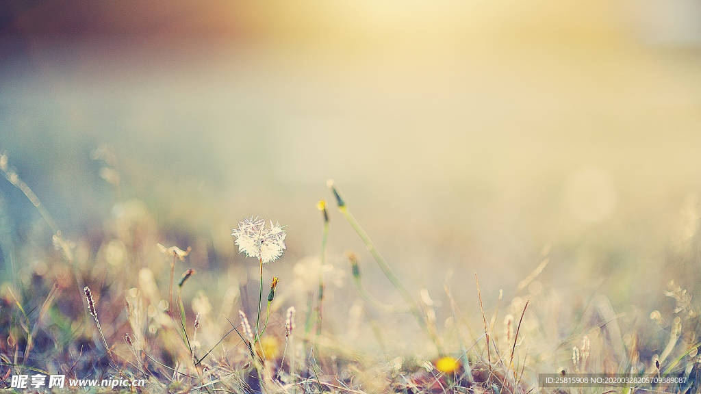 蒲公英蒲公英花图片