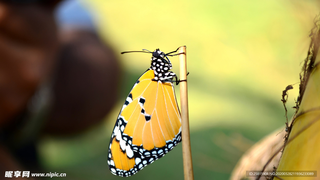 蝴蝶蝶恋花图片