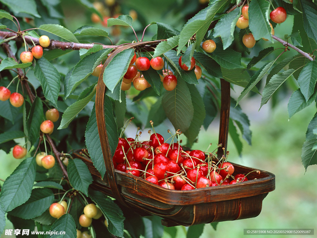 樱桃车厘子浆果图片