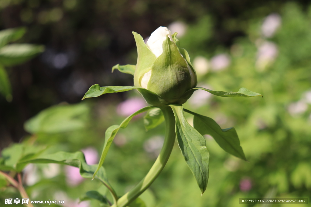 牡丹花骨朵图片