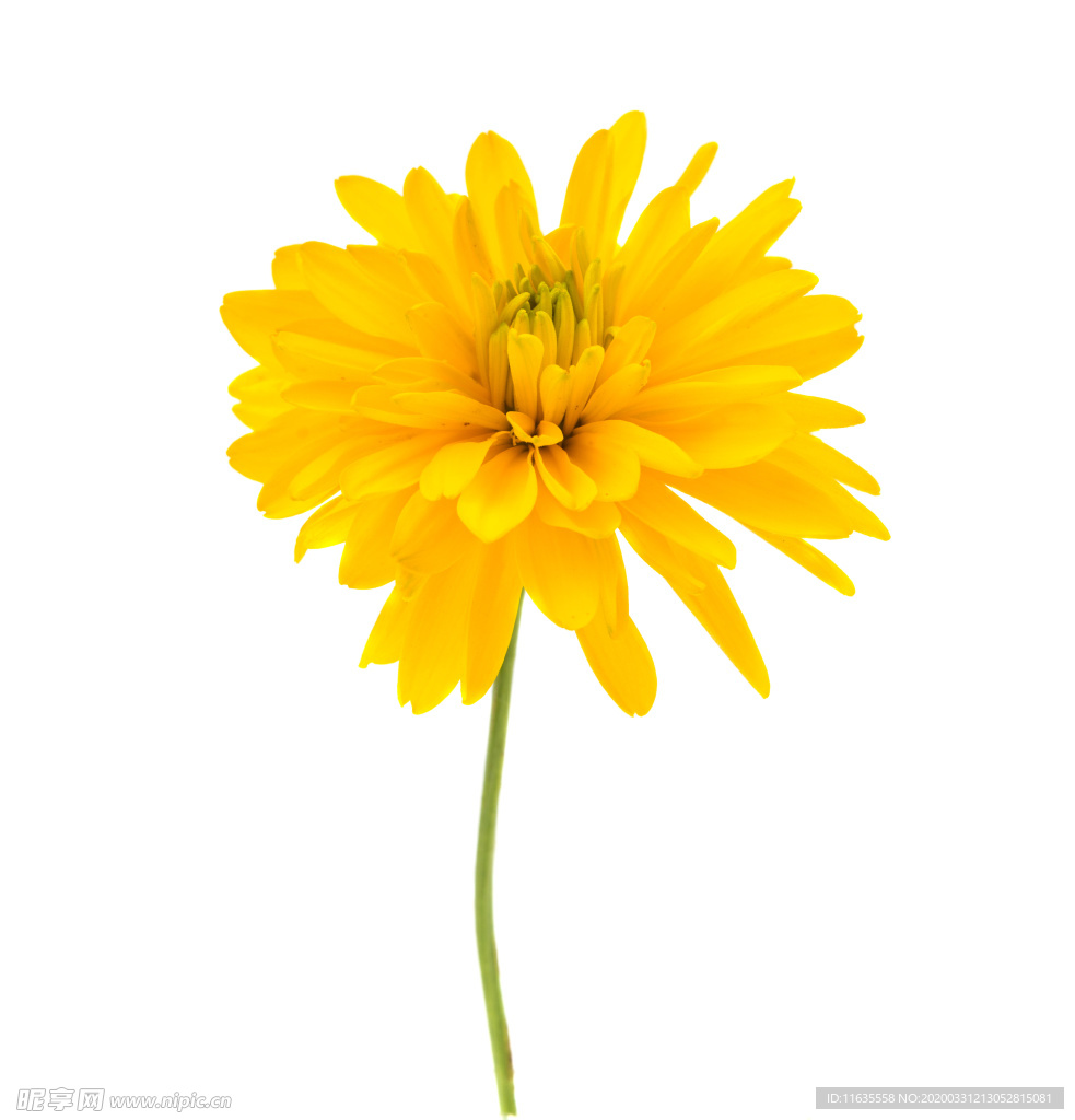 黄色菊花素材图片
