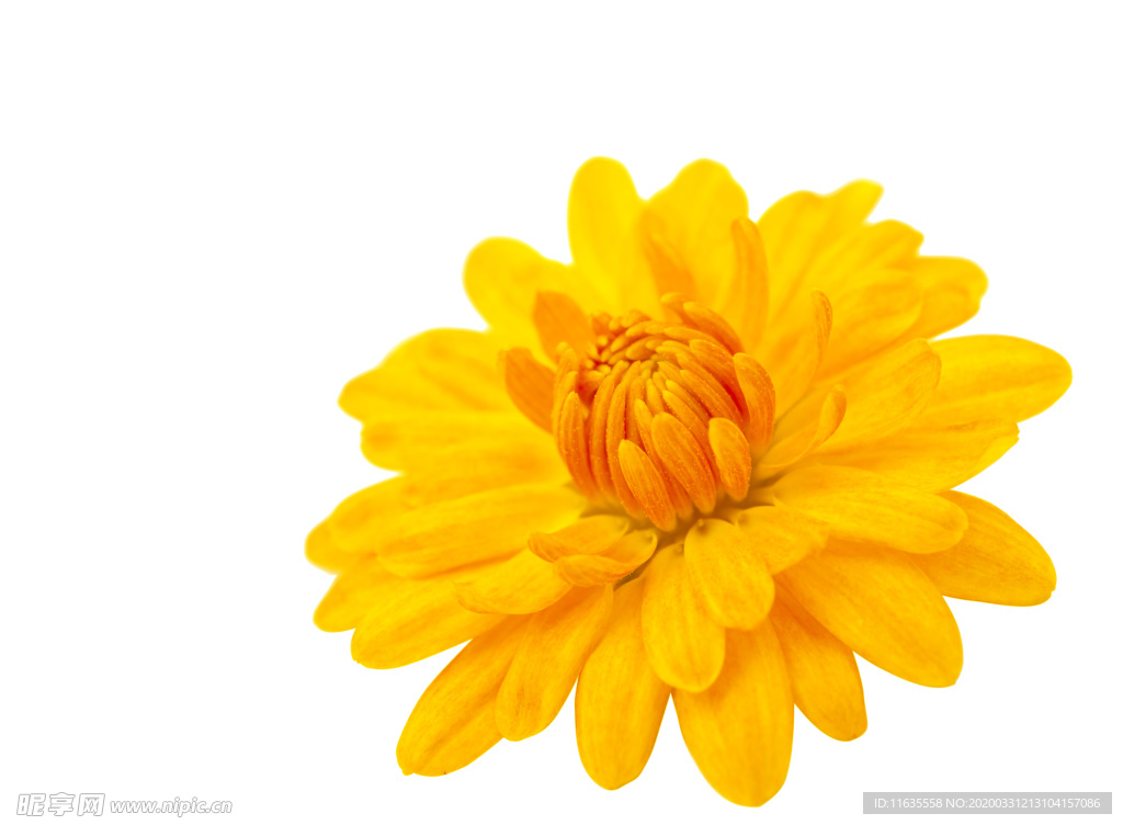 黄色菊花素材图片