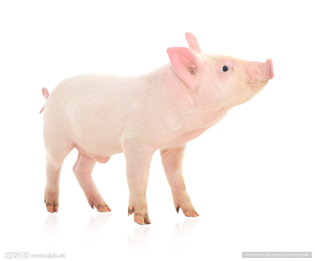 可爱的小猪素材图片
