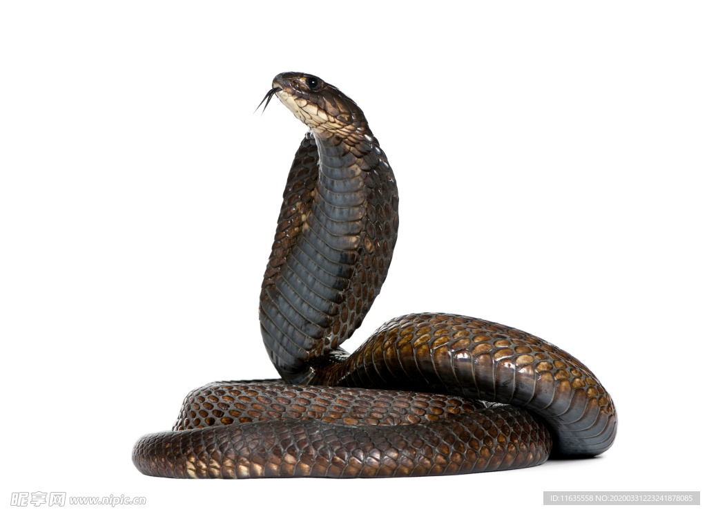 眼镜蛇高清图片