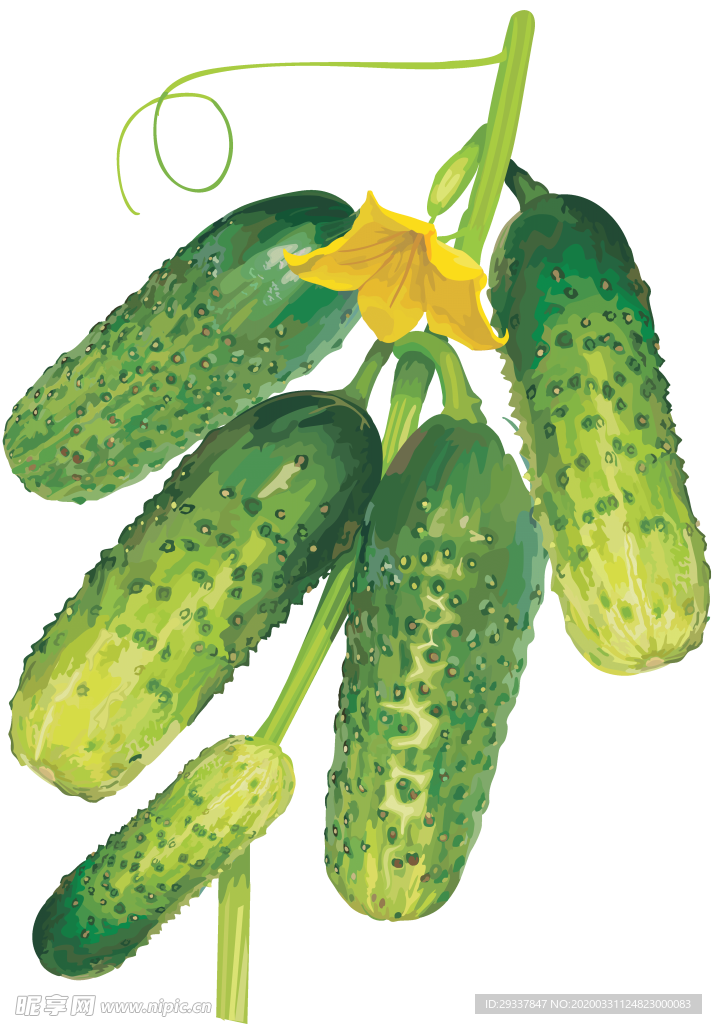 透明黄瓜png素材