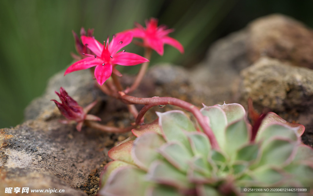 仙人掌仙人掌花图片