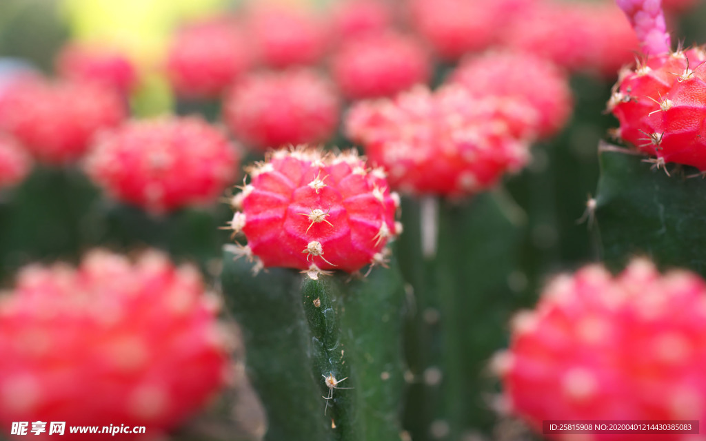 仙人掌仙人掌花图片
