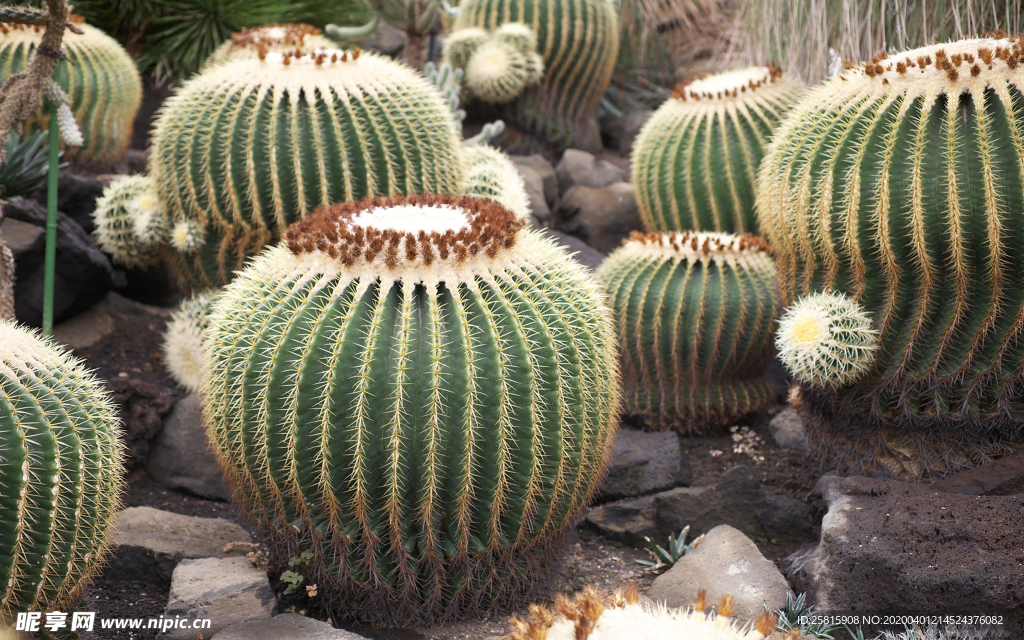 仙人掌仙人掌花图片