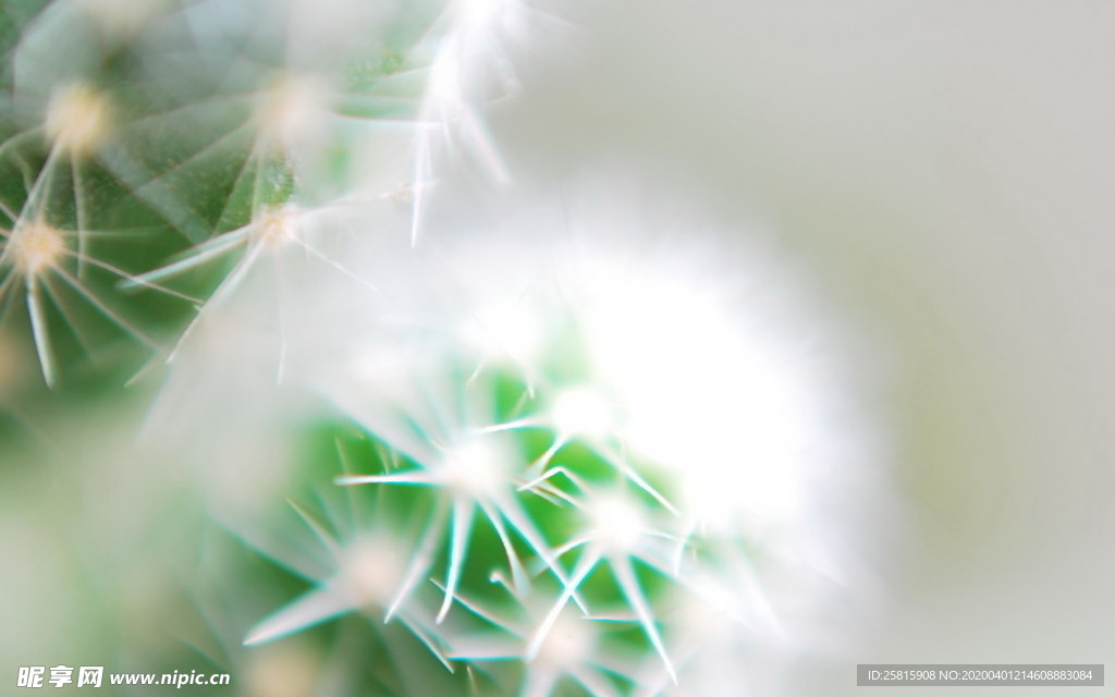 仙人掌仙人掌花图片