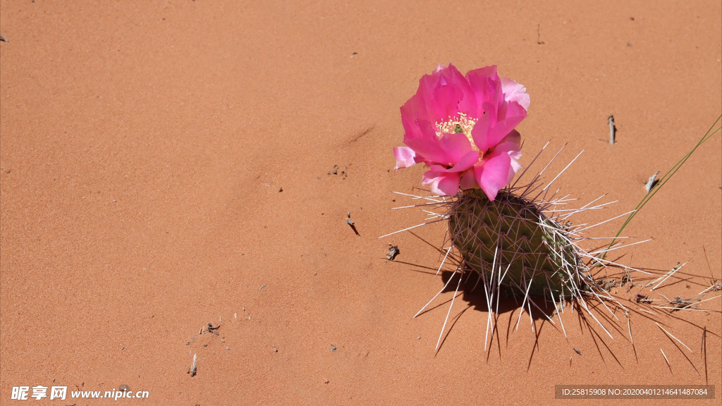 仙人掌仙人掌花图片