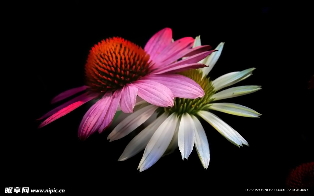 成对花草一对植物图片