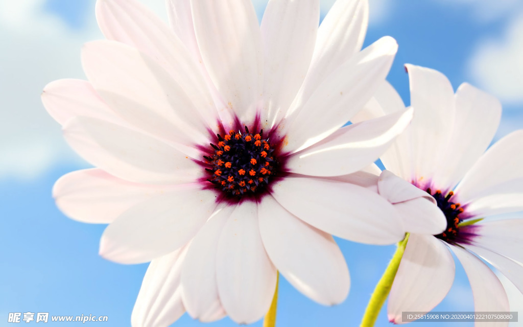 成对花草一对植物图片