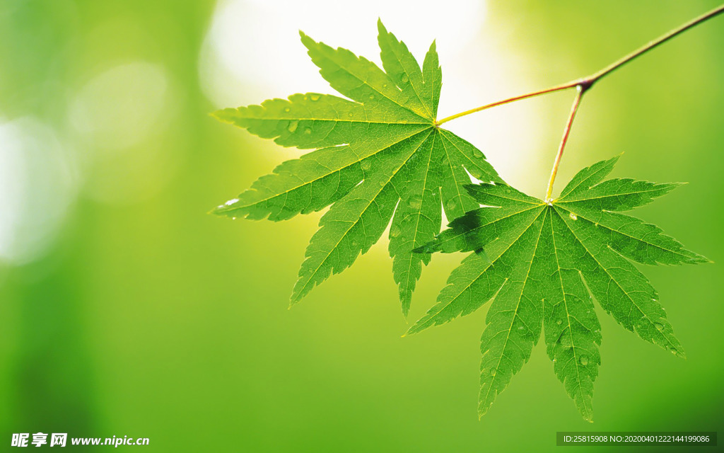 成对花草一对植物图片