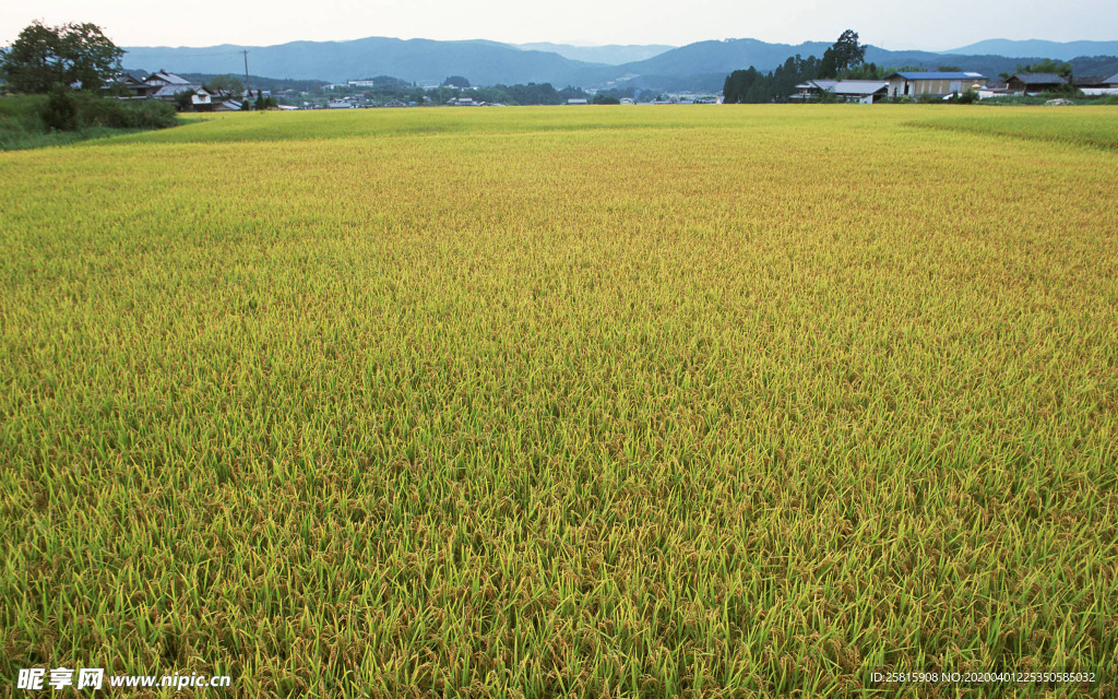稻田水稻插秧收割图片