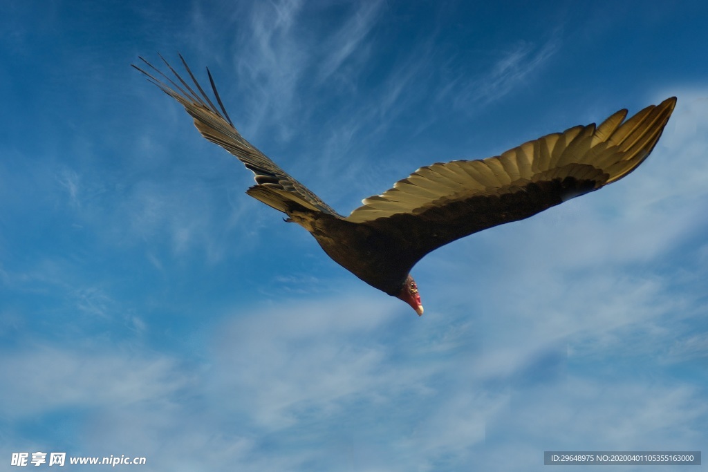 老鹰 猛禽 鹰 雄鹰 雄鹰展翅